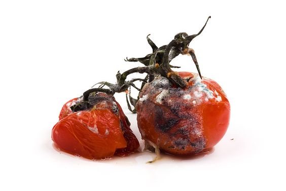 rotten tomato joe buglewicz